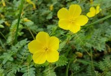 Tribulus Terrestris – How does it improve sexual function? Tribulus terrestris growing on a beach (Philippines)