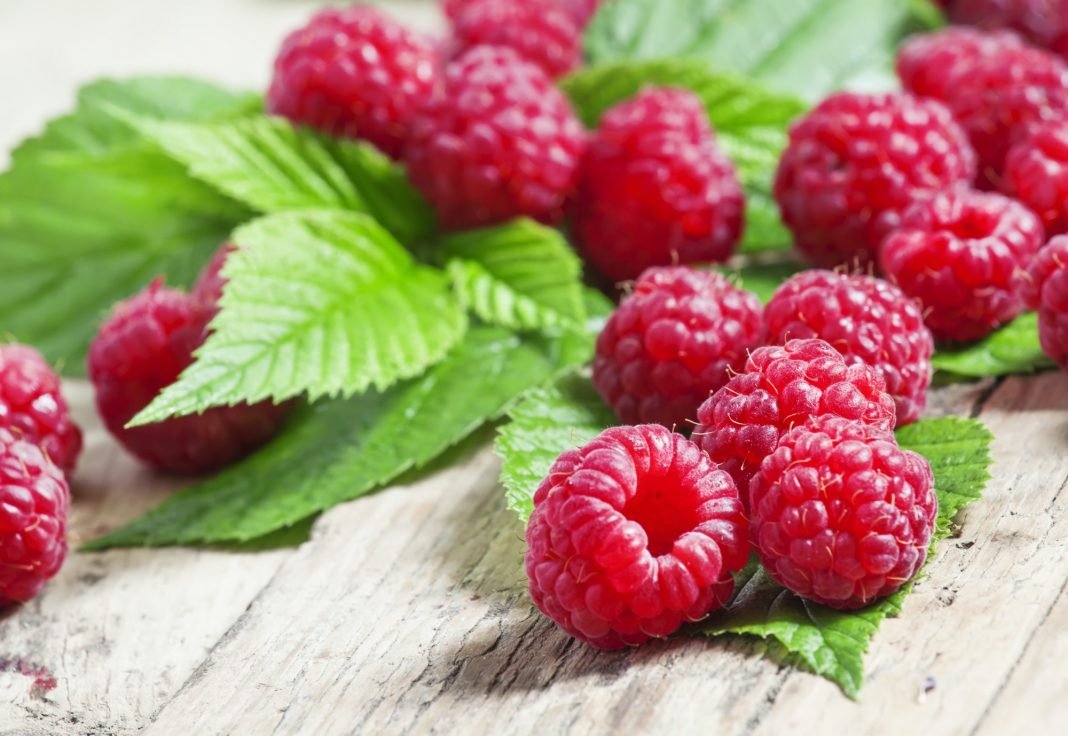 fresh garden raspberries