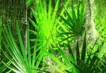 Saw Palmetto – does it reduce Benign Prostatic Hypertrophy (BHP)? Saw palmetto plant