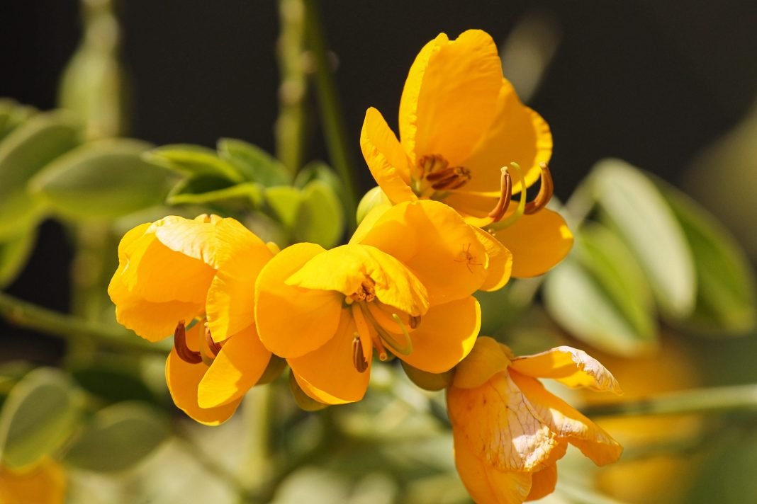 Senna plant