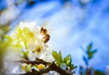Bee pollen – what can bee pollen do for your health? Honey Bee gathering nectar and spreading pollen on white flowers of white cherry